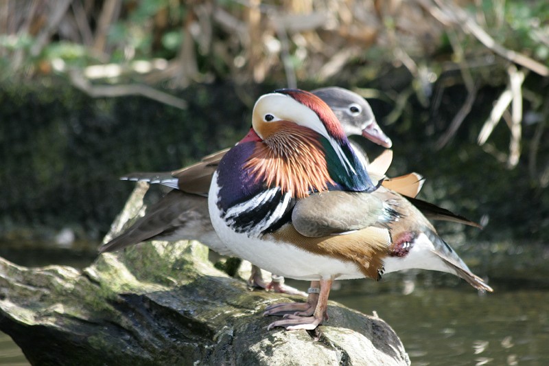 Fotoclubje Blijdorp 2008-127.jpg